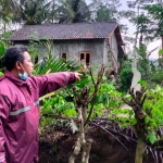 Seorang warga saat menunjukkan lokasi pohon tumbang di  Kecamatan Doko, Kabupaten Blitar.