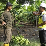 Wihadi, Petani Green Belt Binaan SIG di lahan kebun pisang. (foto: ist.)