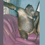 Pony, Orangutan yang jadi pelacur primadona di lokalisasi. foto: istimewa