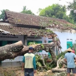 Rumah Supriyanto, warga Desa Penataran, Kecamatan Nglegok, Blitar, yang tertimpa pohon tumbang, setelah diterjang angin kencang. Foto: Tribun.