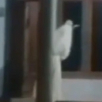 Tangkapan layar video viral "pocong bawa celurit" yang gegerkan warga Bangkalan