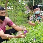 Koordinator Kampung Herbal RW 01 Didik Krisyowono dan Lurah Mojoroto Ahmad Koharuddin saat memetik bunga telang. foto: MUJI HARJITA/ BANGSAONLINE