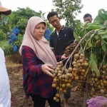 Direktur Buah dan Florikultural Kementan RI, Ir. Sri Wijayanti Yusuf saat menghadiri panen perdana buah kelengkeng di Tuban.