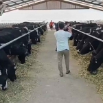 Peninjau yang dilakukan Evi Zaenal Abidin, peternak sapi asal Pasuruan.