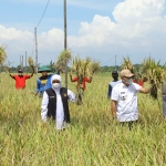 Gubernur Khofifah saat panen raya padi varietas sunggal yang ditanam di Desa Trisono, Kecamatan Babadan, Kabupaten Ponorogo, Senin (25/4/2022).