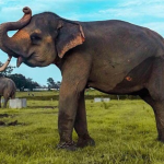Penghapusan Atraksi Gajah di Taman Nasional Way Kambas. Foto: Ist