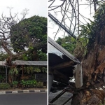 Kondisi pohon tua di Jalan Raya Bukit Berbunga, Sidomulyo, Kota Batu yang hingga kini belum ditebang.