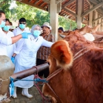 Pj Gubernur Jatim, Adhy Karyono saat mengecek sapi yang dijual di pasar hewan kelurahan Jebreg Kidul