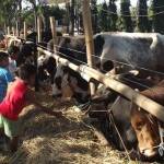 PEDAGANG DADAKAN: Sejumlah bocah memberikan rumput ke sapi-sapi milik pedagang hewan kurban, di Jalan Jenderal S Parman,  Kecamatan Waru, Rabu (31/8). foto: MUSTAIN/ BANGSAONLINE