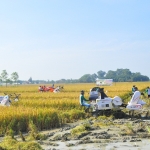 Sebagian petani di daerah bantaran Sungai Bengawan Solo mulai mamanen padinya, karena takut terendam air banjir.

