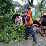 Petugas BPBD dibantu masyarakat memotong bangkai pohon tumbang yang menutupi jalan.
