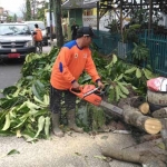 Petugas BPBD Kota Batu saat mengevakuasi pohon yang tumbang di jalan Arjuno. foto: ANIK/ BANGSAONLINE