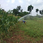 Petani kacang terpaksa menyiram tanah mereka dengan mendatangkan tangki air.