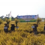 Bupati Fadeli didampingi Kapolres AKBP Harun, Kepala Dinas Tanaman Pangan dan Holtikultura, Rujito saat panen raya padi. (foto: ist).