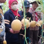 Gubernur Jatim Khofifah Indar parawansa saat memetik melon.
