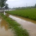 RUGI BESAR: Lahan pertanian di wilayah Kecamatan Merakurak yang saat ini masih digenangi banjir. foto: suwandi/ BANGSAONLINE