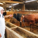 Gubernur Khofifah ketika meninjau ternak.