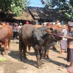 Para pedagang di Pasar Hewan Kecamatan Rambipuji mulai beraktivitas. 
