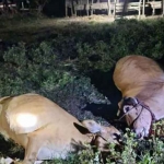 Sejumlah sapi yang ditemukan mati secara mendadak di Bangkalan.