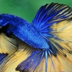Salah satu jenis ikan cupang yang indah. foto: soundcloud.com