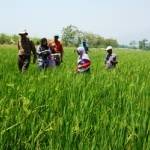 Petani Wangkal saat berpraktik di sawah. Foto:agus hp/BANGSAONLINE