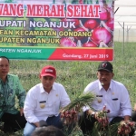 Bupati Nganjuk Novi Rahman dan Wakil Marhaen Jumadi saat melaksanakan panen perdana bawang merah organik, Jumat (28/6). 