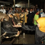 Gubernur Jatim, Khofifah Indar Parawansa melihat langsung kondisi hewan ternak yang siap potong di Rumah Potong Hewan (RPH) di Pegirian, Surabaya. foto: ist