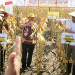 Bupati Pasuruan Irsyad Yusuf saat panen jagung. foto: doc