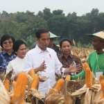 Presiden RI Joko Widodo memanen jagung di Lahan Hutan Desa Ngimbang, Kecamatan Palang, Kabupaten Tuban