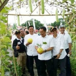 Wakil Bupati Banyuwangi bersama Forpimda saat memetik buah di area pertanian buah organik di Festival Agro 2017.