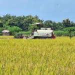 Aktivitas panen padi di Desa Sidomulyo, Kecamatan Mantup Lamongan