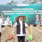 Gubernur Jawa Timur Khofifah Indar Parawansa memimpin tanam perdana program bongkar ratoon tebu. Foto: DEVI FITRI AFRIYANTI/ BANGSAONLINE