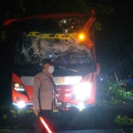 Bus Akas tertimpa pohon tumbang di Jalan Raya Trasakan Pamekasan, Kamis (17/11/2022) sore.