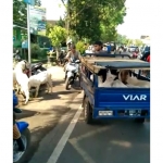 Tampak sejumlah pedagang menjajakan kambing di salah satu ruas jalan di Kabupaten Pasuruan.