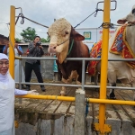 Gubernur Jawa Timur Khofifah Indar Parawansa saat meninjau kesiapan hewan kurban di Mojokerto.  Foto: DEVI FITRI AFRIYANTI/ BANGSAONLINE