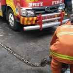 Petugas Damkar Gresik saat menangkap ular piton. Foto: SYUHUD/BANGSAONLINE