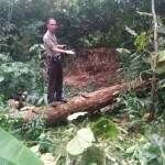 Polisi menunjukan lokasi korban tertimpa pohon. foto: BANGSAONLINE