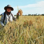 Petani milenial di hamparan padi yang siap panen. (foto: ist)