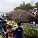 Tumpeng ikan raksasa dari pelet atau pakan ikan seberat 200 kilogram yang dilarung ke waduk.