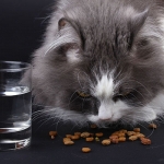 Nutrisi yang seimbang merupakan unsur penting dalam makanan kucing.