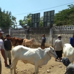 Suasana pasar hewan di Kecamatan Kerek sebelum masa pandemi virus Corona melanda wilayah Tuban.