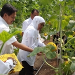 Melon Golden warna kuning dipetik oleh gubernur Jawa Timur dan didampingi wabup Sidoarjo.