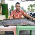 Pemilik ikan Suparpo melihatkan ikannya ke wartawan. 