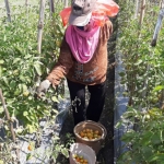 Seorang petani saat memanen tomat. (foto: kominfo)