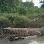 Tangkap layar video viral yang memperlihatkan jelas buaya berukuran besar di sungai kepetingan Sidoarjo