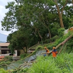 Petugas dari BPBD Kota Batu saat mengevakuasi pohon tumbang akibat angin kencang.