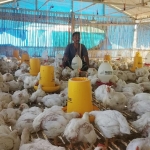 Peternakan ayam potong yang saat ini mengalami kerugian akibat banyaknya pasokan ayam potong dari luar Pulau Madura.