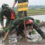 Komandan Kodim 0809/Kediri Letkol Kav. Dwi Agung Sutrisno saat ikut tanam padi. (foto: ist)