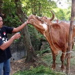 Peternak sapi di Desa Sumberwaru, Kecamatan Wringinanom, Gresik, yang memanfaatkan olahan eco enzym untuk mencegah PMK. Foto: Ist