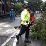 Petugas sedang membersihkan pohon yang tumbang.